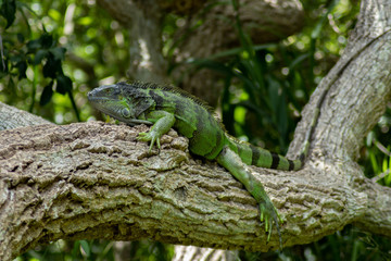 Green Iguana Lounging on Sunny Day