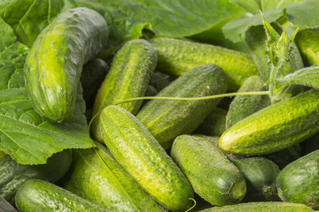cucumbers close up in the detail - harvest