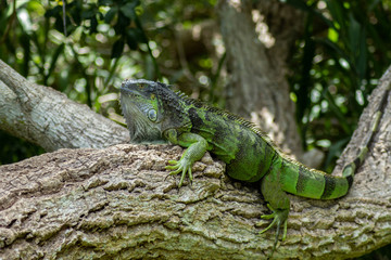 Green Iguana Lounging on Sunny Day