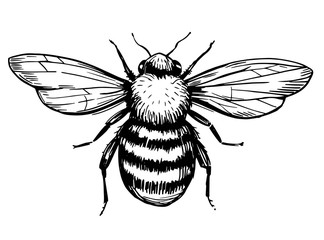 Bee sketch. Hand drawn illustration converted to vector