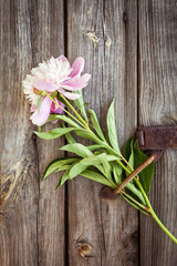 Fototapeta na wymiar Bunch, bouquet of pink peonies on a wooden background. Frame of flowers. Colorful background