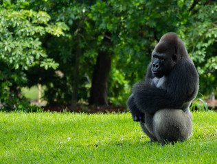 Western Lowland Gorilla in Green Grass on Sunny Day