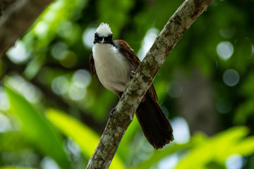 Obraz premium White-Crested Laughingthrush on Tree Branch on Sunny Day
