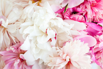 Blooming white and pink peonies. Flower background. 