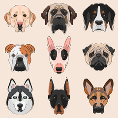 Animals. Dog breeds: Bernese Mountain Dog, Shepherd, Siberian husky, British Bulldog, Bullterrier, Doberman, English Mastiff, Labrador, Pug. Design vector illustrations. Isolated on white background.