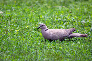 Collared Dove (Streptopelia decaocto) and bird feeding.