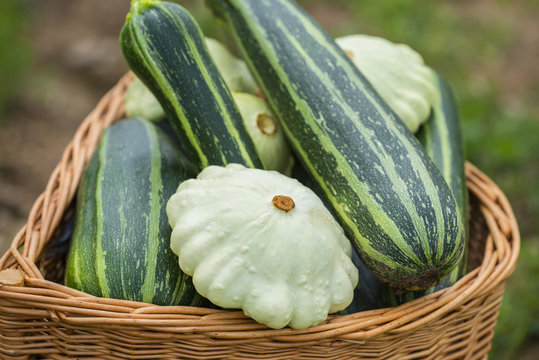 pattypan, white squash, Cucurbita pepo and zucchini in a basket in the garden