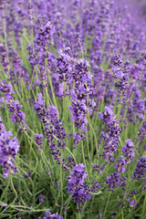 Common Lavender (Lavandula angustifolia)