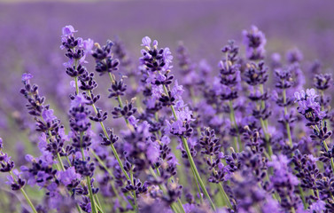 Common Lavender (Lavandula angustifolia)