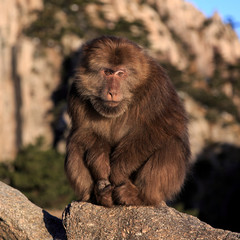 Fluffy Monkey Sitting on a Rock, Monkey is Looking at the Viewer