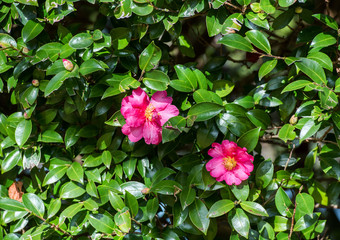 Pink flowers, Hanoke, Japan. Close-up.