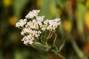 Holunderblüten