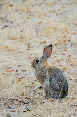 California brush rabbit