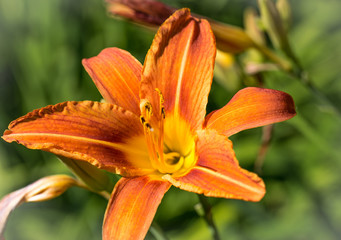 Vivid orange blossom single lily flower close-up.