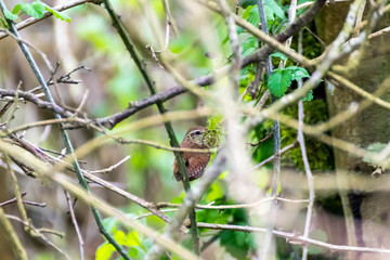 Troglodyte mignon à l'ouvrage