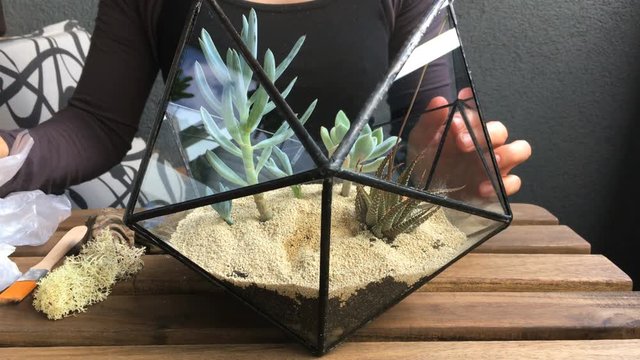 The woman florist decorate glass florarium with succulents, stones and moss. close-up. front view 