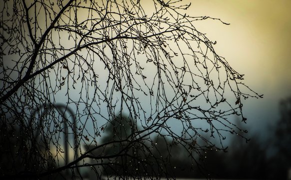 willow branches in winter