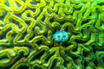 maze coral 