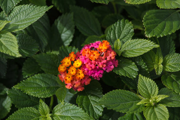 Colorful Assortment of Yellow, Orange and Pink Flowers in front of Green Background