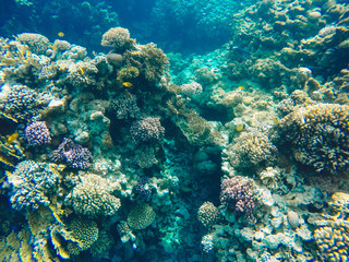 Beautiful underwater colorful coral reef with tropical fish in clear blue turquoise water of the red sea