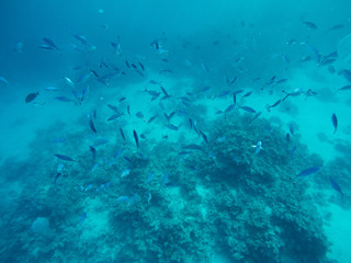 Fototapeta na wymiar Flock of barracuda fish on the coral reef. Blue turquoise water in red sea.