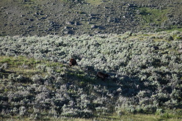 Black Bear sow and cub - Lamar Valley, Yellowstone National Park
