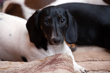 Dachshund puppy garden