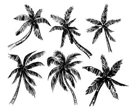 Set of palm trees sketches. Hand drawn vector