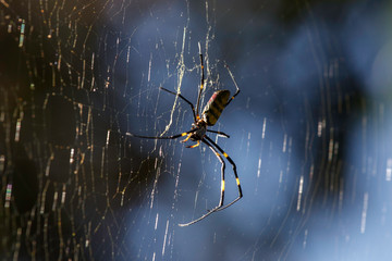 Spider in the process of fixing/adjusting its web, against a soft blue background