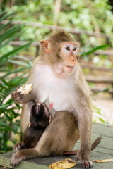 Monkey with baby monkey