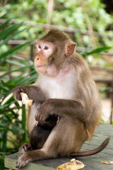 Monkey with baby monkey