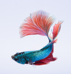 Halfmoon betta fish, siamese fighting fish, Capture moving of fish, Betta splendens