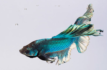 Halfmoon betta fish, siamese fighting fish, Capture moving of fish, Betta splendens