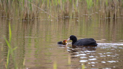Foulque macroule et son petit