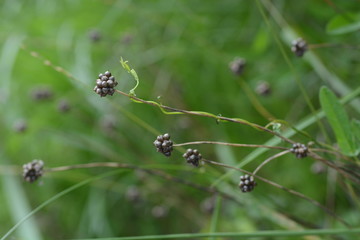Fruits of wild rocambole