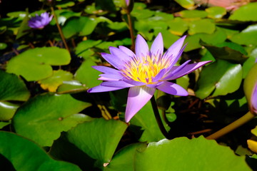 Blue Egyptian lotus, Nymphaea Caerulea.