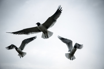 Seagulls Frantically Fly Above Looking for Snacks