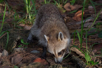 Fluffy Raccoon Sitting in the Forest, searching for food