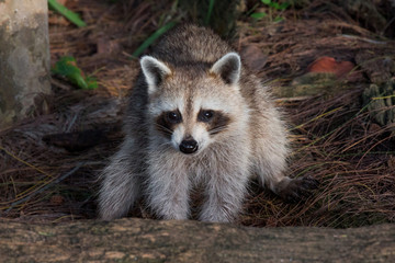 Fluffy Raccoon Sitting in the Forest, searching for food