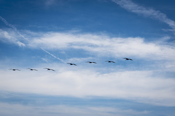 Pelicans Fly Across an Ocean Sky