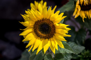 Beautiful Sunflower Glowing in the Sunshine Outdoors