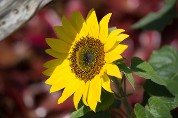 Beautiful Sunflower Glowing in the Sunshine Outdoors