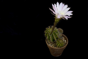 A Blooming FLowring Cactus Plant in FLower Pot