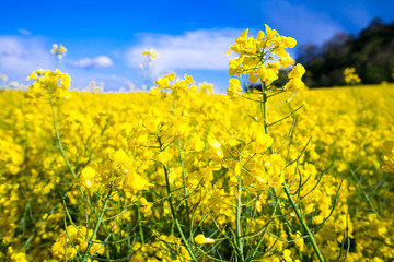 Close up view of yellow blooming rape flower 