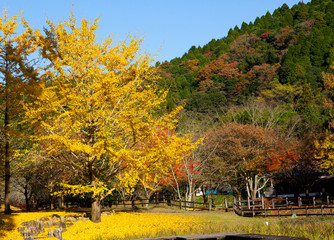 Obraz premium 紅葉の岩屋公園