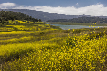 MAY 14, 2018, Ojai, CA, USA - Yellow mustard grows where Lake Casitas used to be - DROUGHT