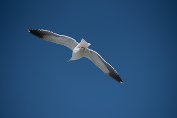 岩場にたたずんでいるカモメ