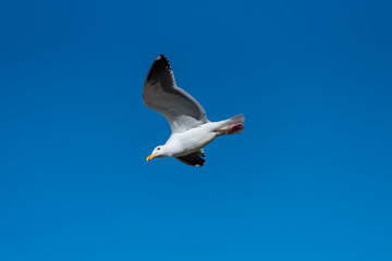 青空をバックに飛ぶカモメ