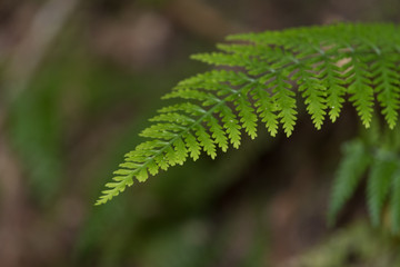Fototapeta premium Isolated fern frond shot with shallow depth of field.