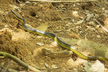 Cobra Jaçanã